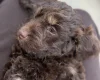 Cockapoo