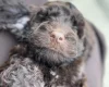 Cockapoo