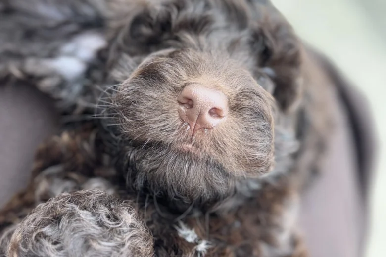 Cockapoo
