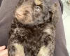 Cockapoo
