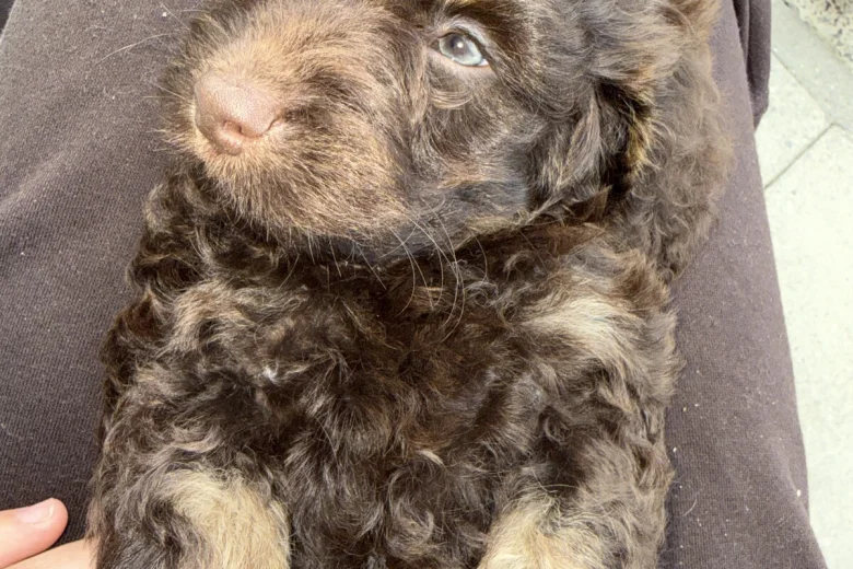 Cockapoo