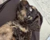 Cockapoo