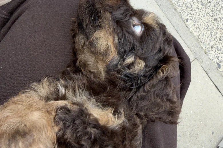 Cockapoo