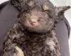 Cockapoo