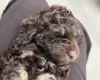Cockapoo