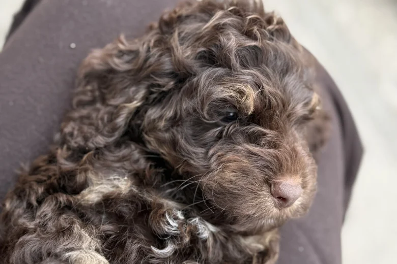 Cockapoo