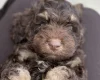 Cockapoo
