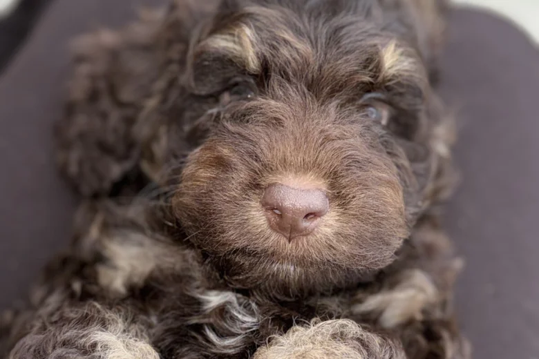 Cockapoo