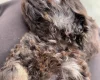 Cockapoo