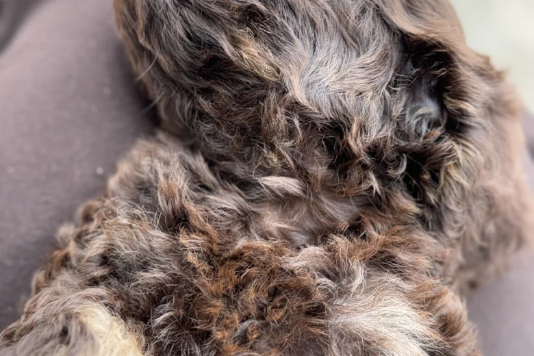 Cockapoo