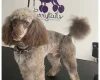 Cockapoo