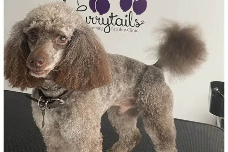Cockapoo