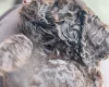 Cockapoo