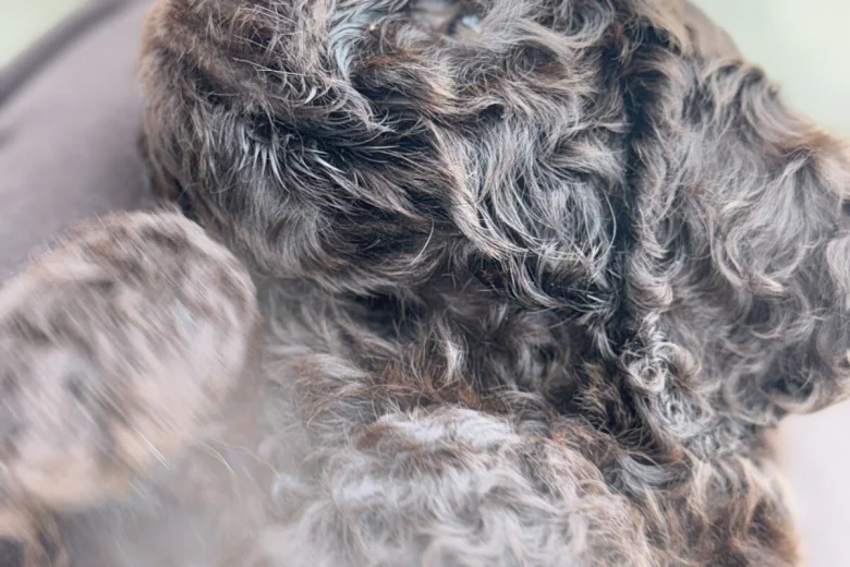 Cockapoo