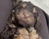 Cockapoo
