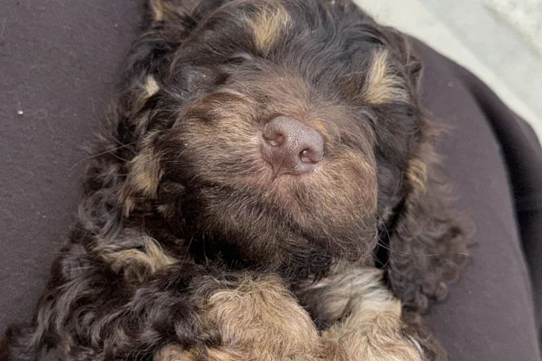 Cockapoo