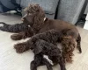 Cockapoo