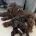 Cockapoo