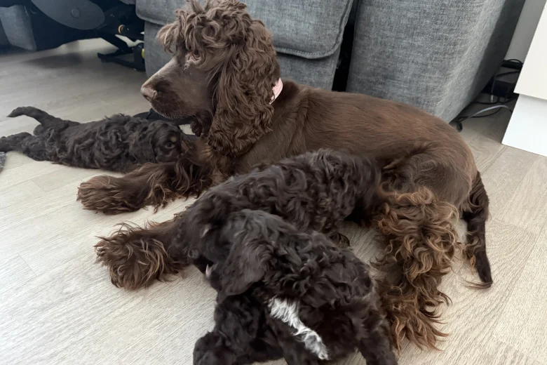Cockapoo