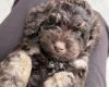 Cockapoo