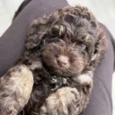 Cockapoo