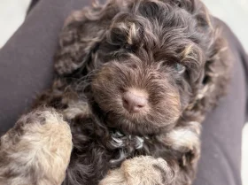 Cockapoo