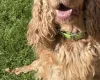 Cocker Spaniel (Show)