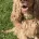 Cocker Spaniel (Show)