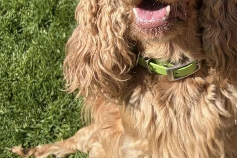 Cocker Spaniel (Show)