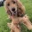 Cocker Spaniel (Show)