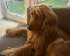 Cocker Spaniel (Show)