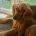 Cocker Spaniel (Show)