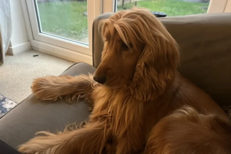 Cocker Spaniel (Show)