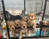 Cocker Spaniel (Show)