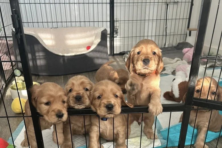 Cocker Spaniel (Show)