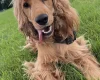 Cocker Spaniel (Show)