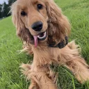 Cocker Spaniel (Show)