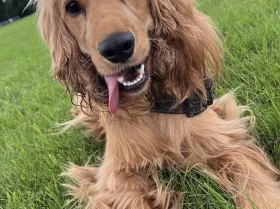 Cocker Spaniel (Show)