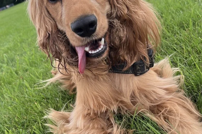 Cocker Spaniel (Show)