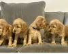 Cocker Spaniel (Show)