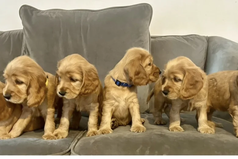 Cocker Spaniel (Show)