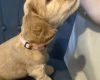 Cocker Spaniel (Show)