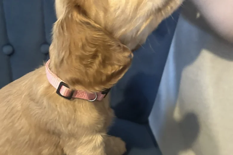 Cocker Spaniel (Show)