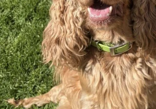 Stud