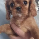 Cavalier King Charles Spaniel