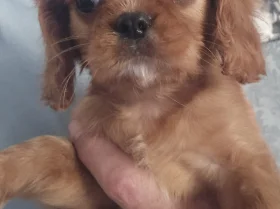 Cavalier King Charles Spaniel