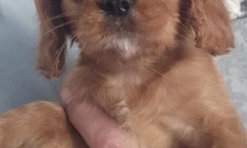 Cavalier King Charles Spaniel
