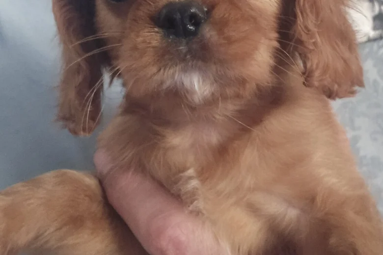 Cavalier King Charles Spaniel