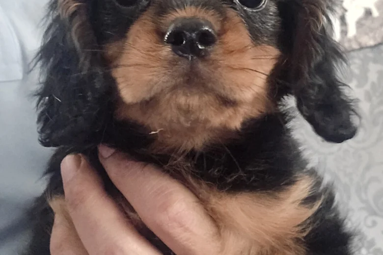 Cavalier King Charles Spaniel
