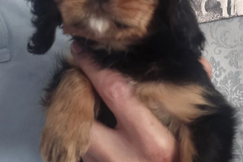 Cavalier King Charles Spaniel